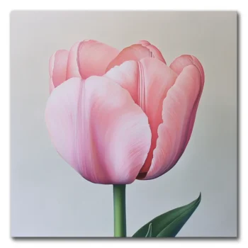 Blush of a Tulip Bloom