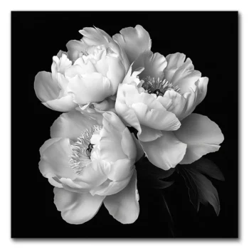 Peonies in Elegant Simplicity