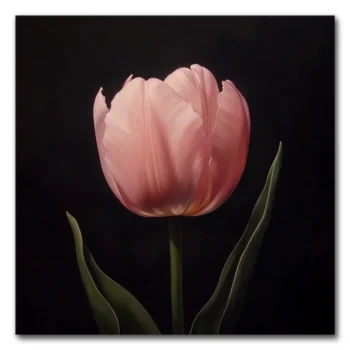 Pretty in Pink Tulip