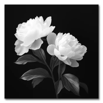 White Peony Dreams