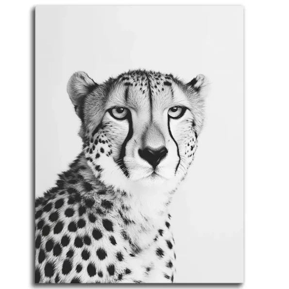 Cheetah Stares Back
