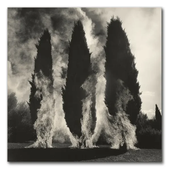 Burning Cypress Dreams